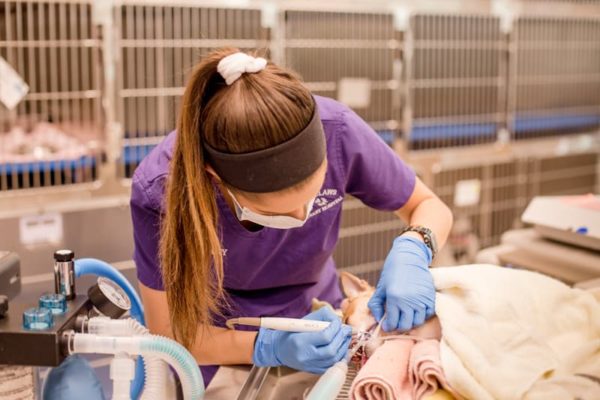 Dog undergoing a dental cleaning while under anesthesia.