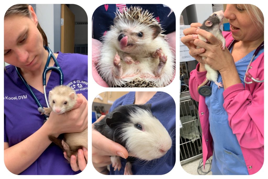 Exotic Animal Vet Tallahassee | Paws and Claws