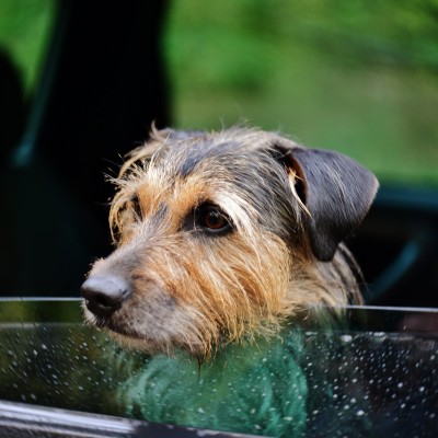 Cute dog looking out of a car window.