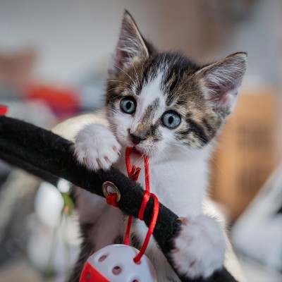 Cute kitten playing with a toy.
