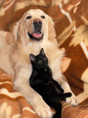 Golden retriever cuddling with a black kitten on a blanket.