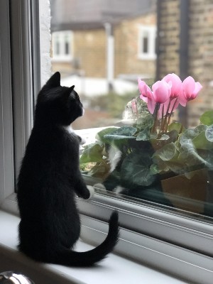 black and white kitten looking out the window.