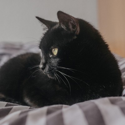 Black cat on a bed spread.