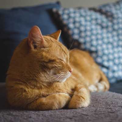 Orange tabby cat curled up on a couch.