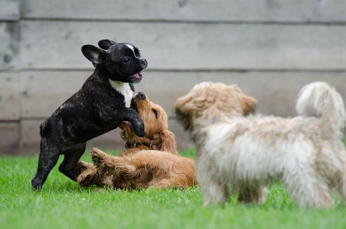A group of puppies playing.