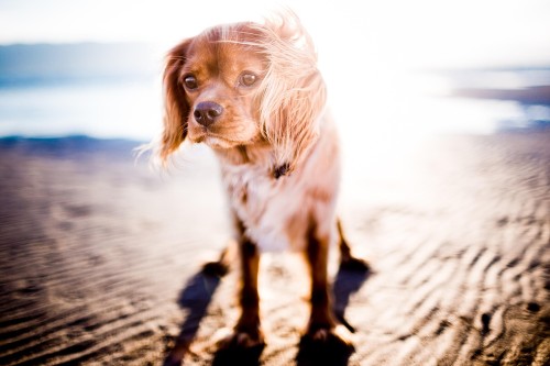 Spaniel on the beach in Florida.