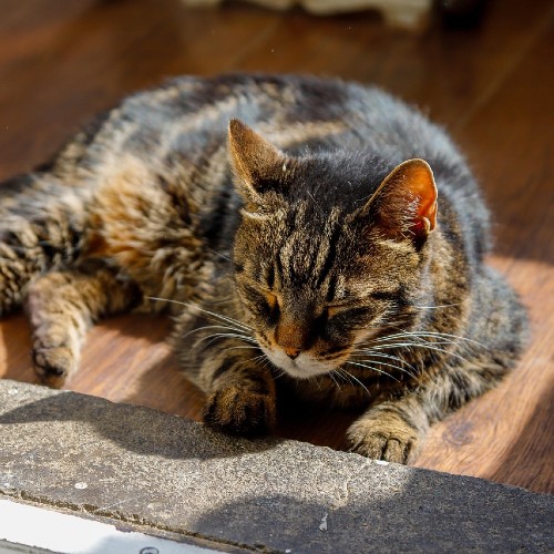 Elderly cat warming in the sun.