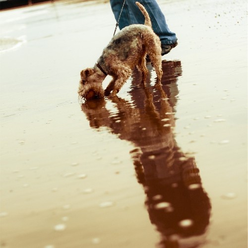 Small dog walking with owner through puddles.