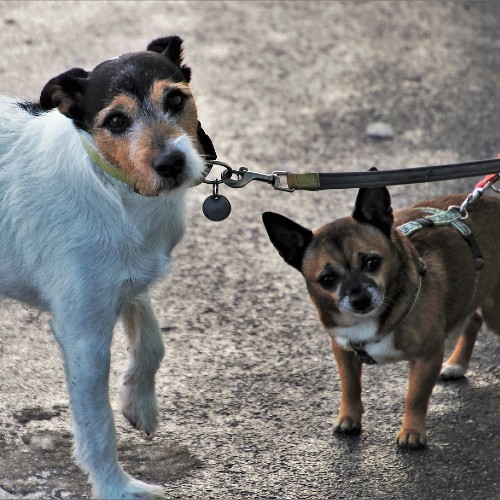 Two cute and small dogs walking on leashes in FL.