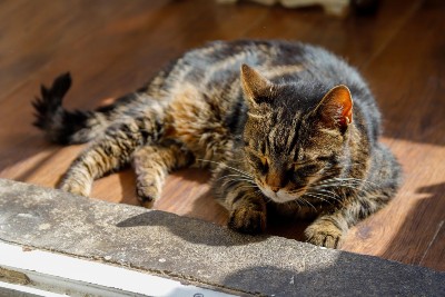 elderly cat laying in the sun on the floor.