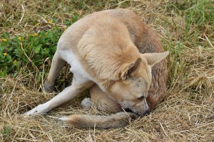 Dog chewing on it's skin while sitting in the grass.