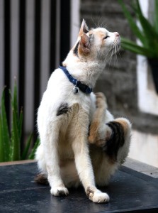 Itchy Calico Cat with a blue collar scratching its neck.