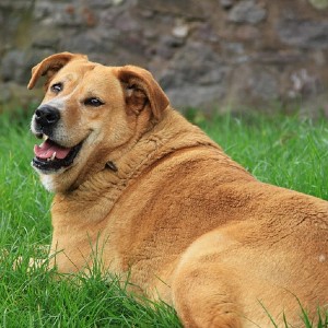 Overweight dog laying in the green grass, panting.