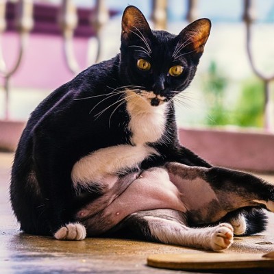 Black and white cat that is overweight.