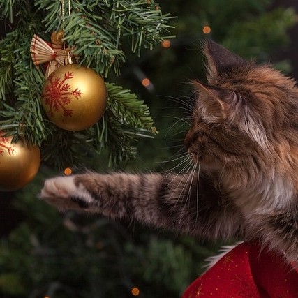 Long haired tabby cat playing with Christmas ornaments on a tree.