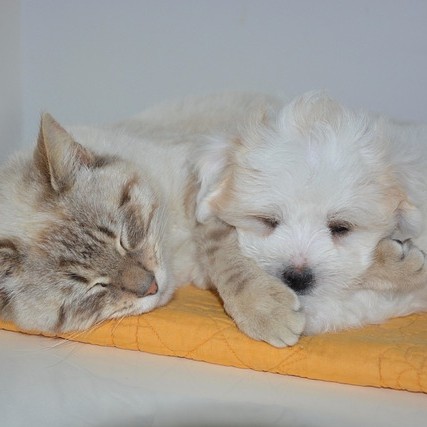 Older cat cuddling with a new puppy.