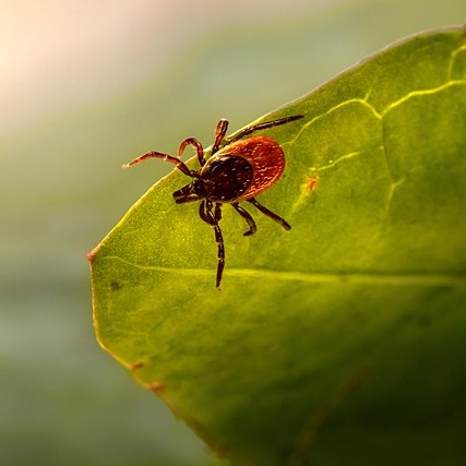 Tick exploring a plant in Florida.