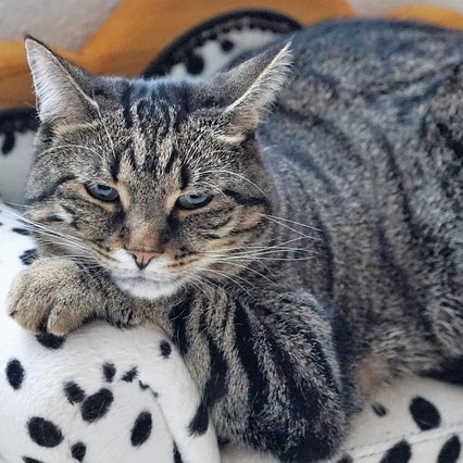A chunky tabby cat on a bed.