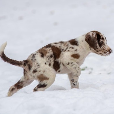 Adorable puppy playing in the snow.