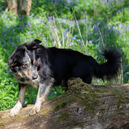 Dog out hiking in the woods.