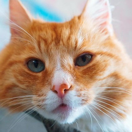 Face of an orange and white tabby up close.