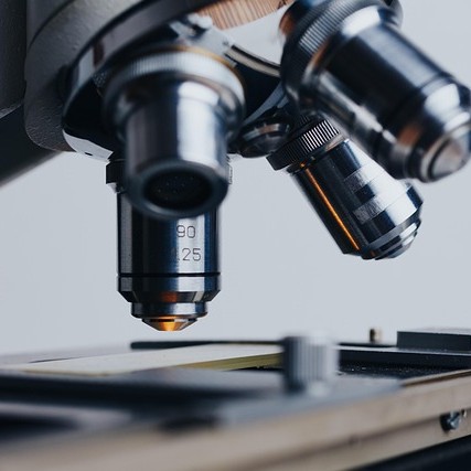 Microscope with slide with swab to look for ear mites.