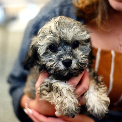 New puppy being carried by owner.