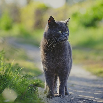 Outdoor cat at risk of wildlife encounter.