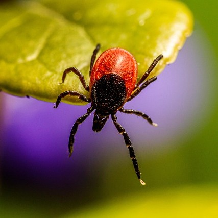 Tick hanging off of a green leaf.
