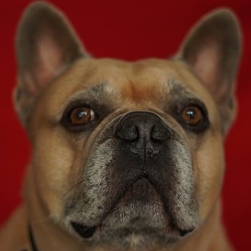 Bulldog wearing a bowtie.