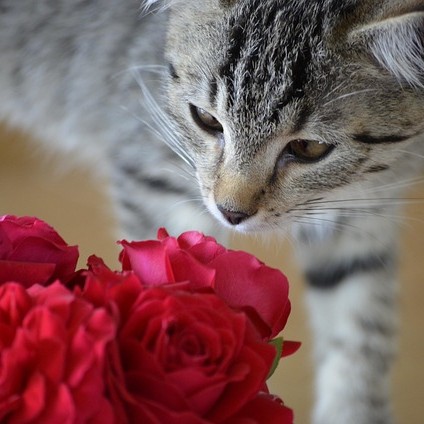 Tabby cat smelling Valentine's Day roses.