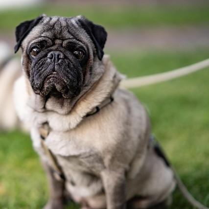A pug who frequently suffers from anal gland issues.