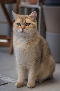 Adorable cat living in Florida.