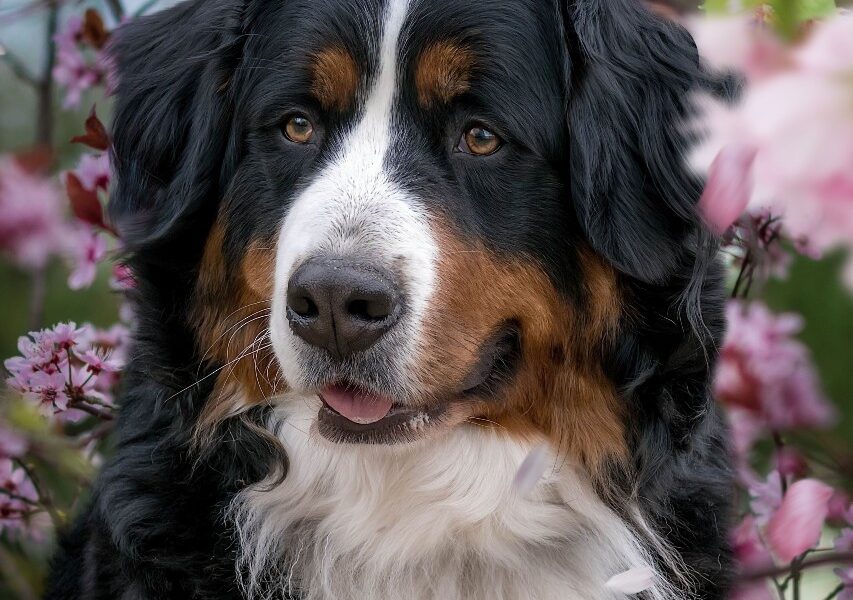 Bernese Mountain Dog with addison's disease.