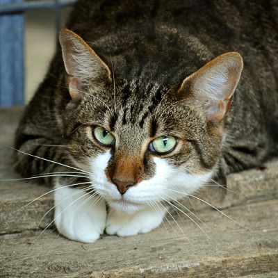 Cat that has suffered from FLUTD.