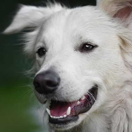 Dog who is microchipped in Tallahassee.
