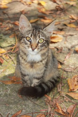 Medium haired tabby cat squinting from an eye injury.