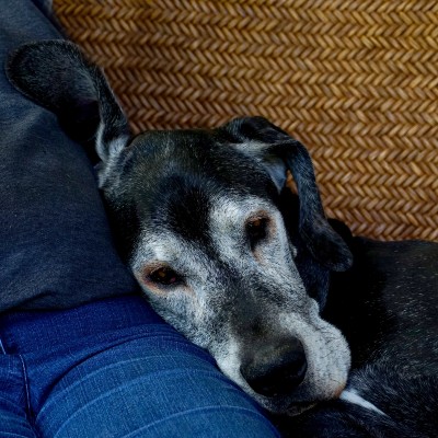 Sweet old Great Dane snuggling with owner.