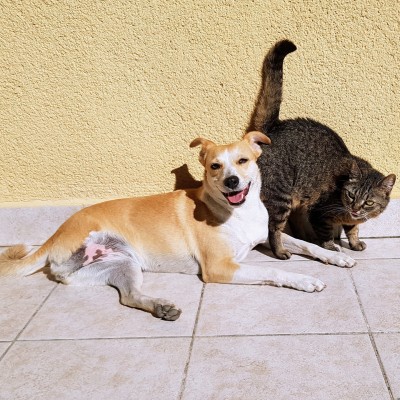 Tabby cat and a tripod dog enjoying the sunshine.