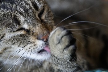 Cat overgrooming because of stress.