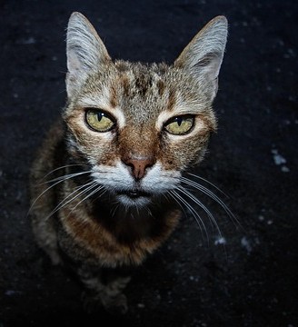 Elderly cat who has lost weight looking at the camera.