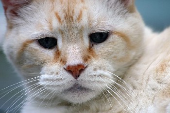 Light orange tabby resting.