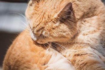 Orange tabby that is overgrooming.