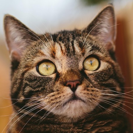 Tabby cat watching something in the distance