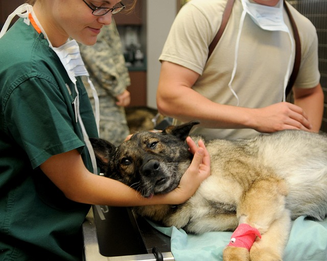 Shepherd at the vet for an emergency illness.