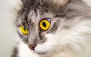 Adorable long haired cat in a close up photo.