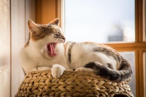 Cat yawning while curled up on a basket in the sun.