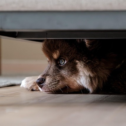 Cute dog hiding under a bed.