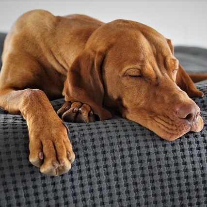 Dog sleeping inside while owners prepare for a hurricane.