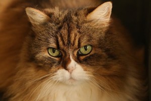 Longhaired cat that occassionally has a hairball.